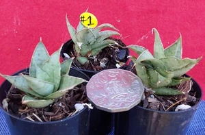 SANSEVIERIA SWEET CELERY - Air Purifying Benefits - striking fresh green hue - Picture 1 of 4