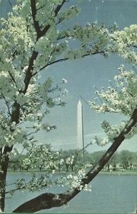 Vintage Washington DC Postcard Serine Washington Monument White Cherry Blossoms - Picture 1 of 4