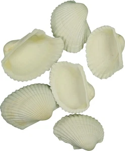 White Ark Seashells Bulk Shells  .75-1.5" 1 Gallon (appx. 500 pc) - Picture 1 of 1