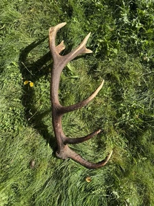 Kapitale Hirsch Abwurfstange, 3 kg, Länge ca. 90cm - Bild 1 von 5