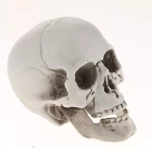 Plastic Human Head Skeleton Skull Figurines Sculpture for Halloween Home Deco... - Picture 1 of 5