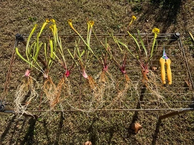 SARRACENIA FLAVA “BRUNSWICK CO, NC” VENDA DIVISÃO OUTONO. NOVA GENÉTICA MÉDIA. - Imagem 1 de 3