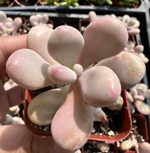 Pink Moonstone Succulent, Potted Rooted Live Succulents Plants In 2” Nursery Pot - Picture 1 of 3