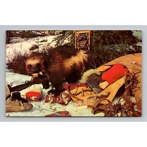 Vintage Wolverine Ravaging Hunters Pack Postcard unposted Alaska - Picture 1 of 2