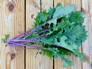 ROTER RUSSISCHER GRÜNKOHL GENTECHNIKFREI ERBSTÜCK ideal zum Entsaften und Anbraten! SEHR NAHRHAFT!! - Bild 1 von 5