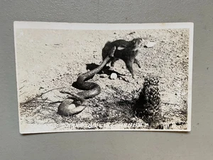 Vintage RPPC Klapperschlange tötet Kaninchen nicht verschickt Postkarte geteilt hinten Südwesten - Bild 1 von 2