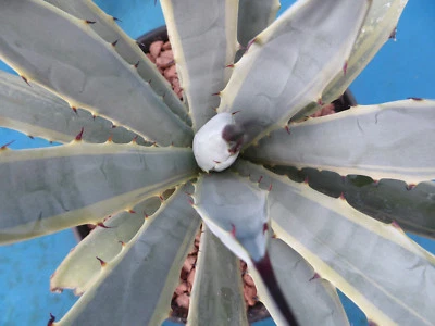Agave macroacantha VARIEGATED! Rare! Gallon Pot Size! Very Blue! 6"-8" - Image 1 of 4