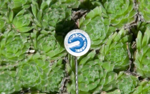 VINTAGE TRACTOR PIN / BUTTON # PORSCHE DIESEL CLUB - Foto 1 di 2