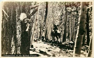 Postcard RPPC Kaibab Forest Deer Squirrel Unposted Union Pacific Overland - Picture 1 of 2