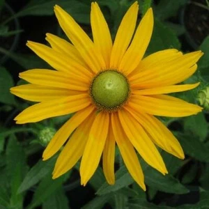 Black Eyed Susan GREEN EYES Rudbeckia Green Center Rare! Non-GMO 200 Seeds - Picture 1 of 6