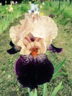 Wench Bearded Iris - Blue Buddha Farm - Easy to Grow Perennial