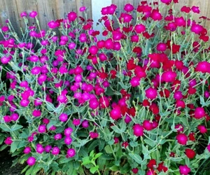6 x Plug Plants Lychnis Coronaria Rose Campion Hardy Clump forming Perennial - Picture 1 of 1