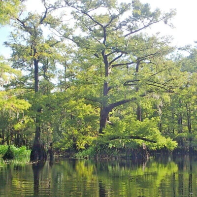 Bald Cypress Seeds, Taxodium distichum (Gathered 2024) - Image 1 of 4