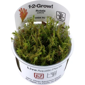 Rotala wallichii 1-2-Grow! - Bild 1 von 4
