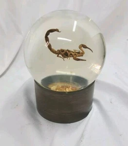 Espositore insetti vetro vintage gemme naturali scorpione incorporamento educativo anni 70 80 - Foto 1 di 11