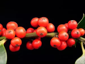 AGRIFOGLIO INGLESE (Ilex aquifolium) - 100/250/600 semi + Regalo - Foto 1 di 4
