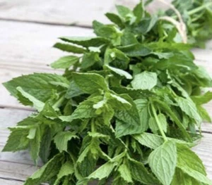 Lot de 12 pieds de menthe fraîche, Bio, Mojito, Thé, Bienfait Naturel. - Picture 1 of 1
