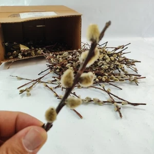 Branches Real Dried Pussy Willow Spring Flower Huge Lot Vase Flowers Decor Craft - Picture 1 of 8