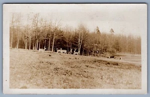 RPPC c1910 Deer In Field Startled. - Picture 1 of 2
