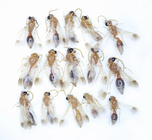 Hymenoptera, Mutillidae sp., IRI,  15 ex. - Picture 1 of 1