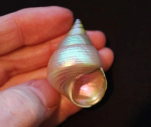 Beautiful South Sea Island 'Opal Top' seashell - Picture 1 of 3