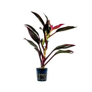 Terrarium Pflanze Cordyline red edge Paludarium Regenwald Pflanzen AquaOne 402T - Bild 1 von 6