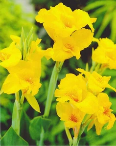 1 Canna Shinning Yellow Blumenrohr "1 Rhizom " Blumenzwiebeln - Bild 1 von 1