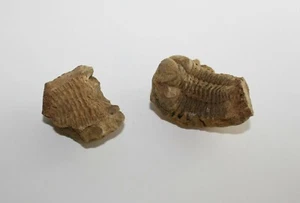 Trilobit Eldredgeia venustus Devon fósil Bolivia eslabones trilobites - Imagen 1 de 71