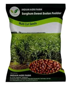 Sorghum Sudan Grass Fodder SeeBs - 1 Kg - Multi Cut Fodder SeeBs For Fodder Cult - Picture 1 of 5