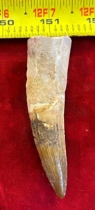 3 1/8 inch spinosaurus tooth - Picture 1 of 12
