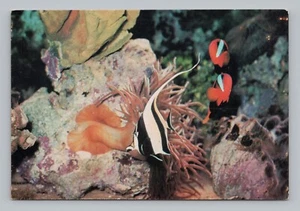 AK Fisch Maurisches Idol - Bild 1 von 2