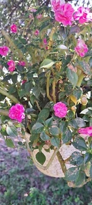 Rockapulco Rose Ship Bare Roots Out-of-container - Picture 1 of 1