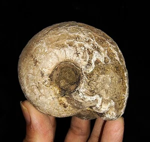 ¡INCREÍBLE AMONITA!!! FÓSIL DE PARALEOCERATIDAE ÁSPERO DE TIMOR, INDONESIA, 65 MM - Imagen 1 de 5
