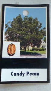 CANDY PECAN TREE Shade Trees Live Healthy Plant Large Pecans Nuts Wood Garden  - Picture 1 of 2