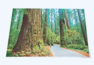 Vintage Mammutbaum Wald Postkarte von Bob Norman 4"x6" Redwood Drucke unbenutzt - Bild 1 von 2