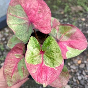 Caladium Phebanpathum 1 Bulb Elephant Ear Heart of Jesus Angel wings Thailand - Picture 1 of 6