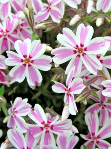 Candy Stripe Creeping Phlox 25 Plants in 3-1/2 inch Pots - Picture 1 of 6