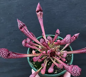 Sarracenia 'Scarlet Belle' - Carnivorous Pitcher Insect Plant Triffid Park (S1B) - Picture 1 of 8