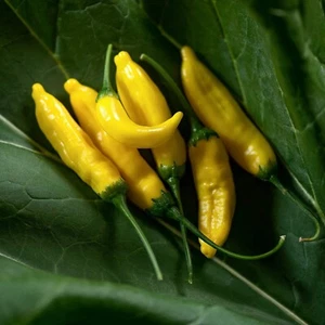 Chilli LEMON DROP 8 Seeds SPICY HOT chili AJI spring summer vegetable garden - Picture 1 of 1