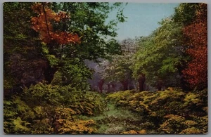 Beauty Spots of England - Epping Forest Essex England Postcard - Picture 1 of 2