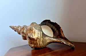 "CARACOLA CABALLO GIGANTE FLORIDA CONCHA DE MAR 16,5"" RARA ÚNICA COLECCIONABLE" - Imagen 1 de 9