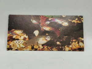 Nestlé WUNDER DER WELT Karte Nr. 384 "der Guppy" - Bild 1 von 2