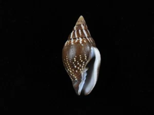 Sea shell Mitra scutulata 36.2mm ID#8979 - Picture 1 of 3