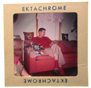 1960 Vintage 35mm Slide Ektachrome Man in Retro Livingroom with Chihuahua Dog - Picture 1 of 4