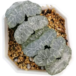 7cm Haworthia truncata piante grasse in vaso giardino casa belle piante - Foto 1 di 12
