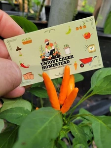 Chaotische gelbe würzige Chilischote 25 Samen 10.000-50.000 einzigartige Creek Homestead - Bild 1 von 14