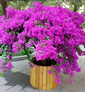 Purple Bougainvillea Bonsai With Big Trunk 2-3 Years Old - Picture 1 of 7
