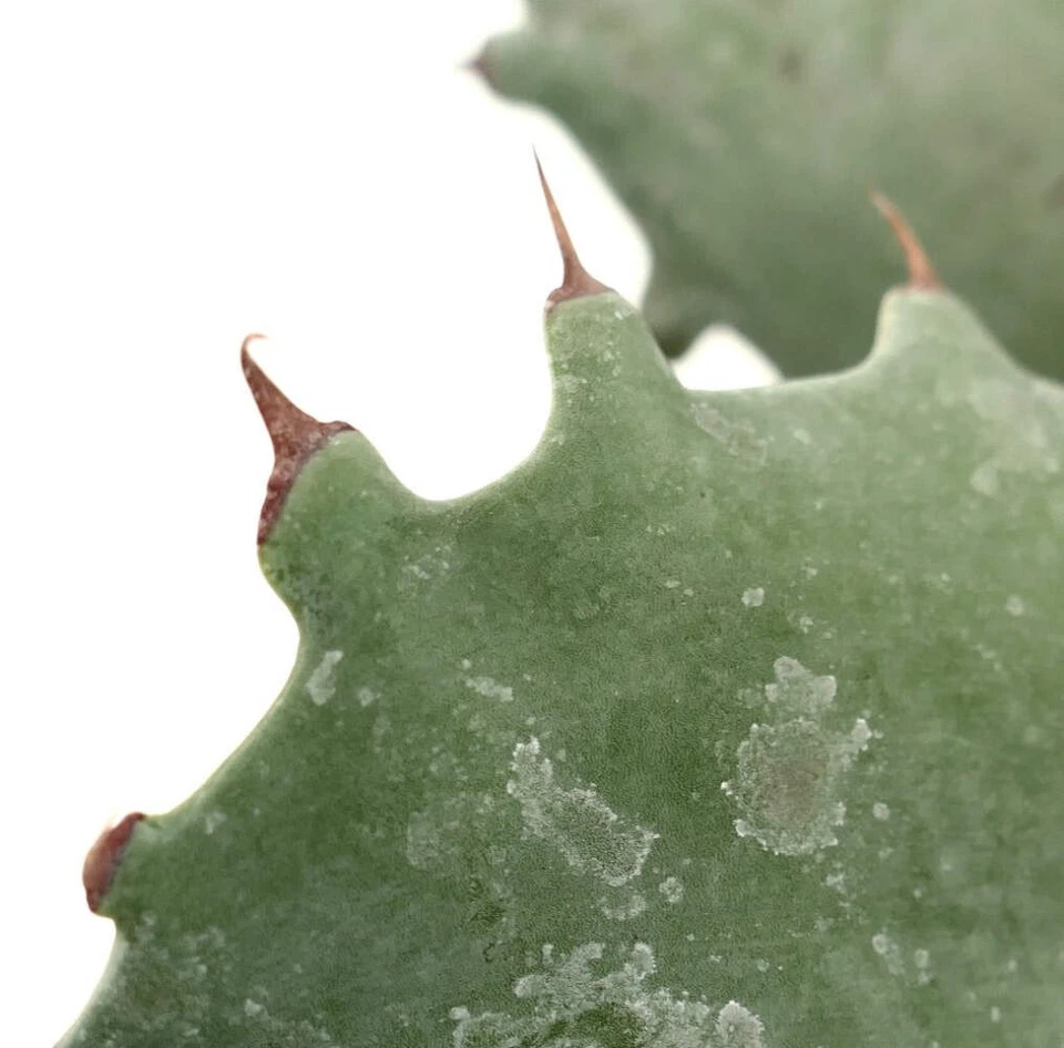 Agave marmorata x ovatifolia GRIS - Agave jaspeado | Agave lengua de ballena híbrido Foto 1 de 4