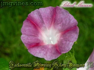 Blood Maroon Ipomoea Purpurea Morning Glory 10 Qty - Picture 1 of 6