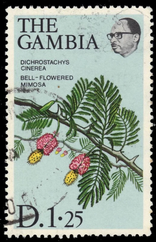 GAMBIA 364 - Mimosa con flores de campana "Dichrostachys cinerea" (pc10459) Foto 1 de 1